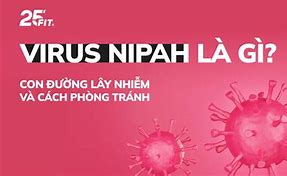 Virus Nipah Là Gì